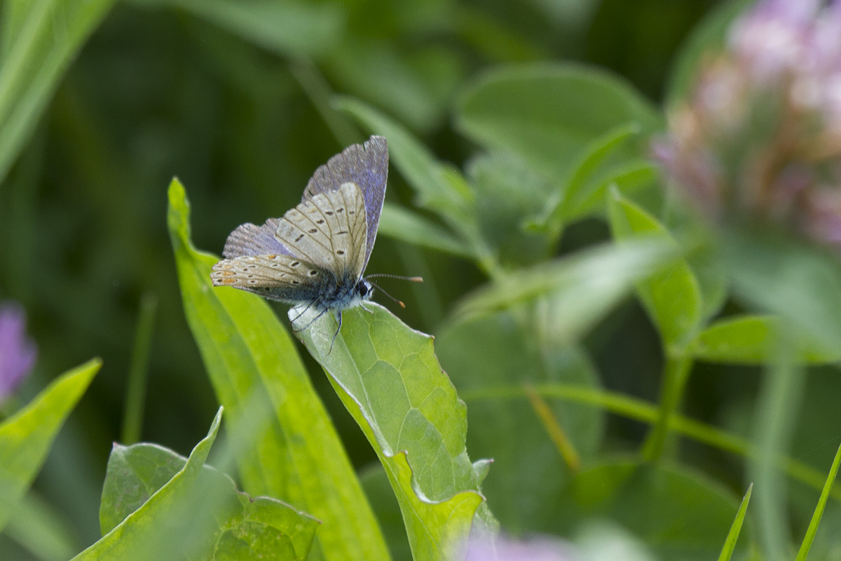 Conferme (...) licene - Verona