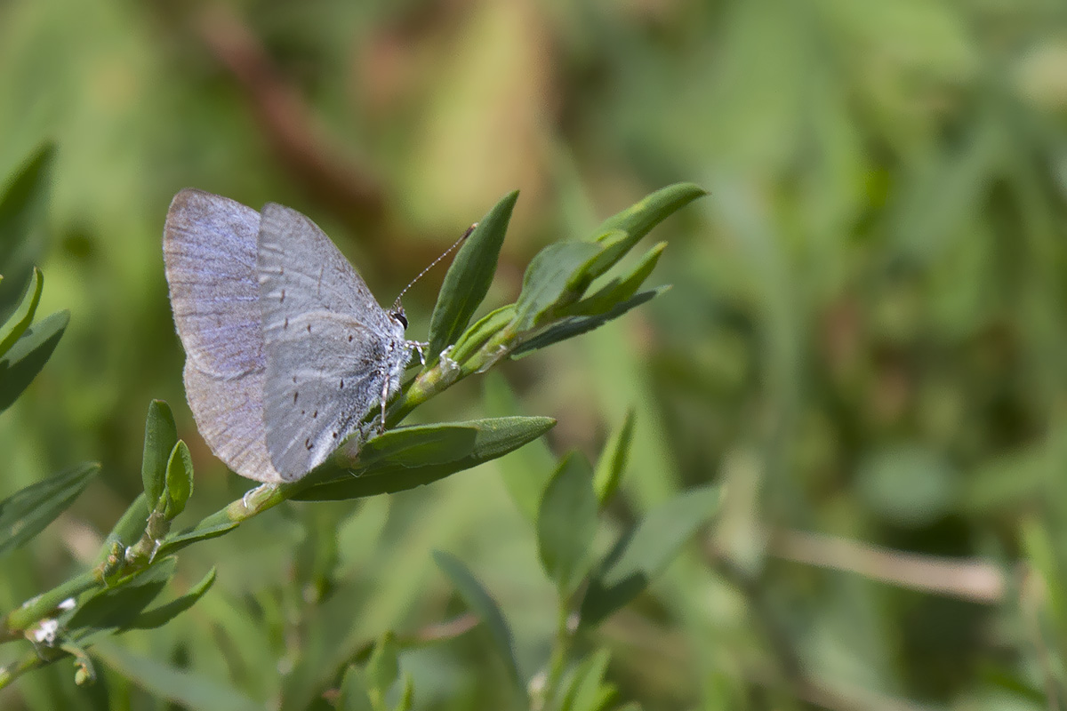 Celastrina argiolus - Verona