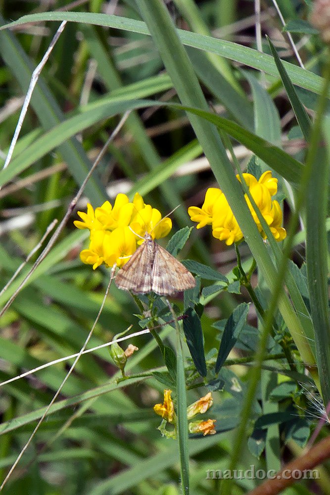 Piccola falena da ID - Verona