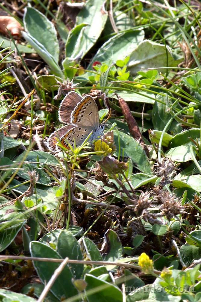 Plebejus e Polyommatus - Verona
