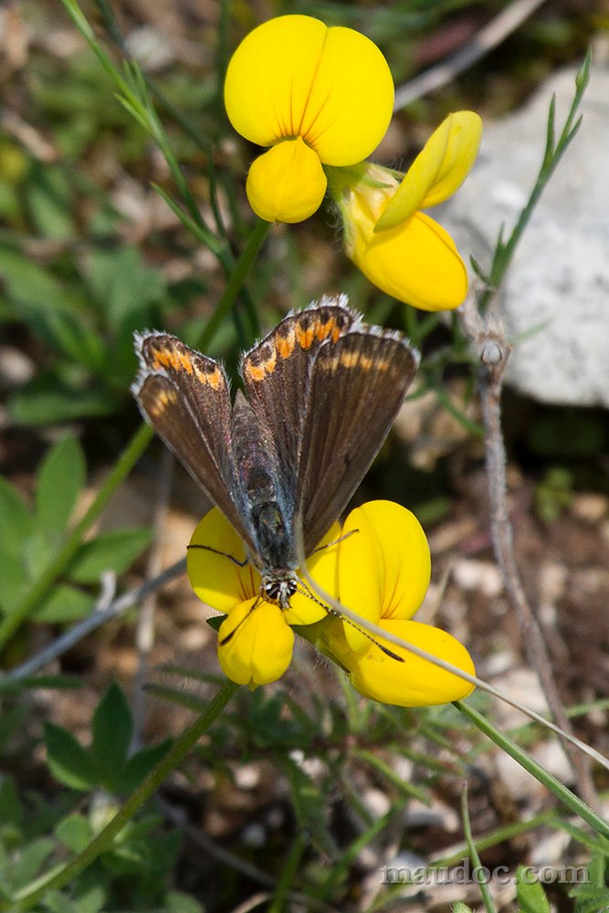 Plebejus e Polyommatus - Verona