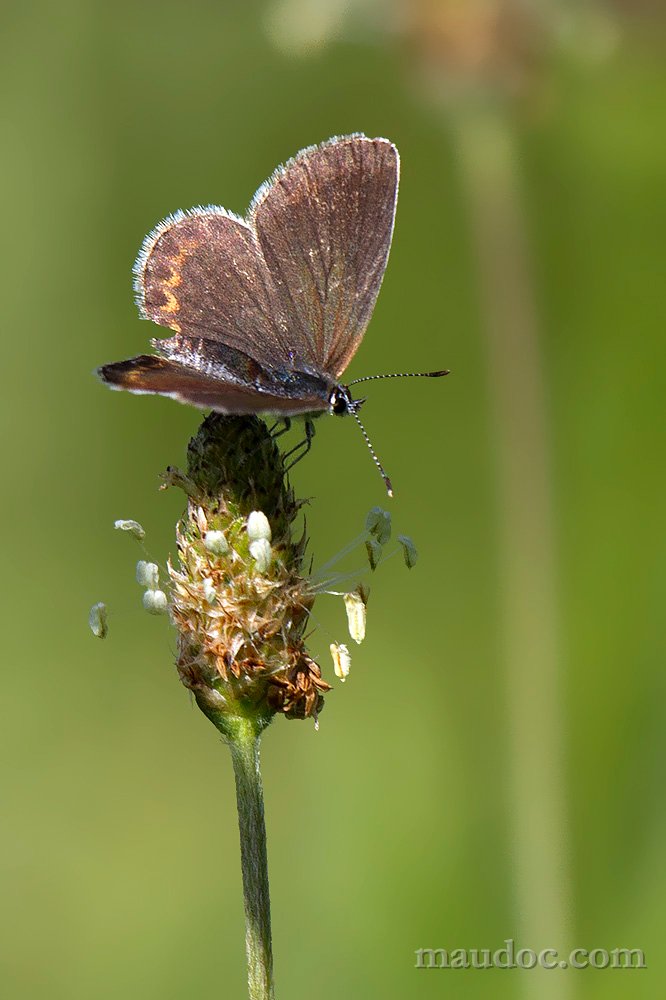 provo: P. argyrognomon?