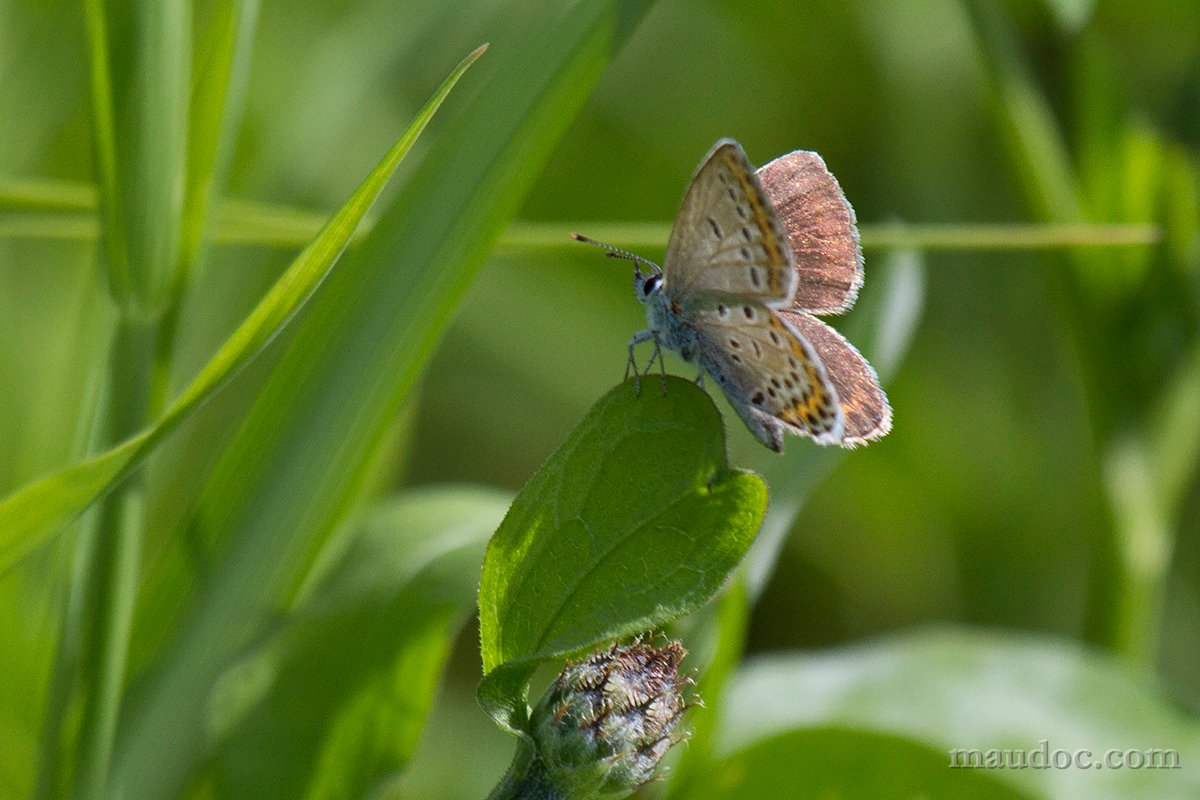 provo: P. argyrognomon?