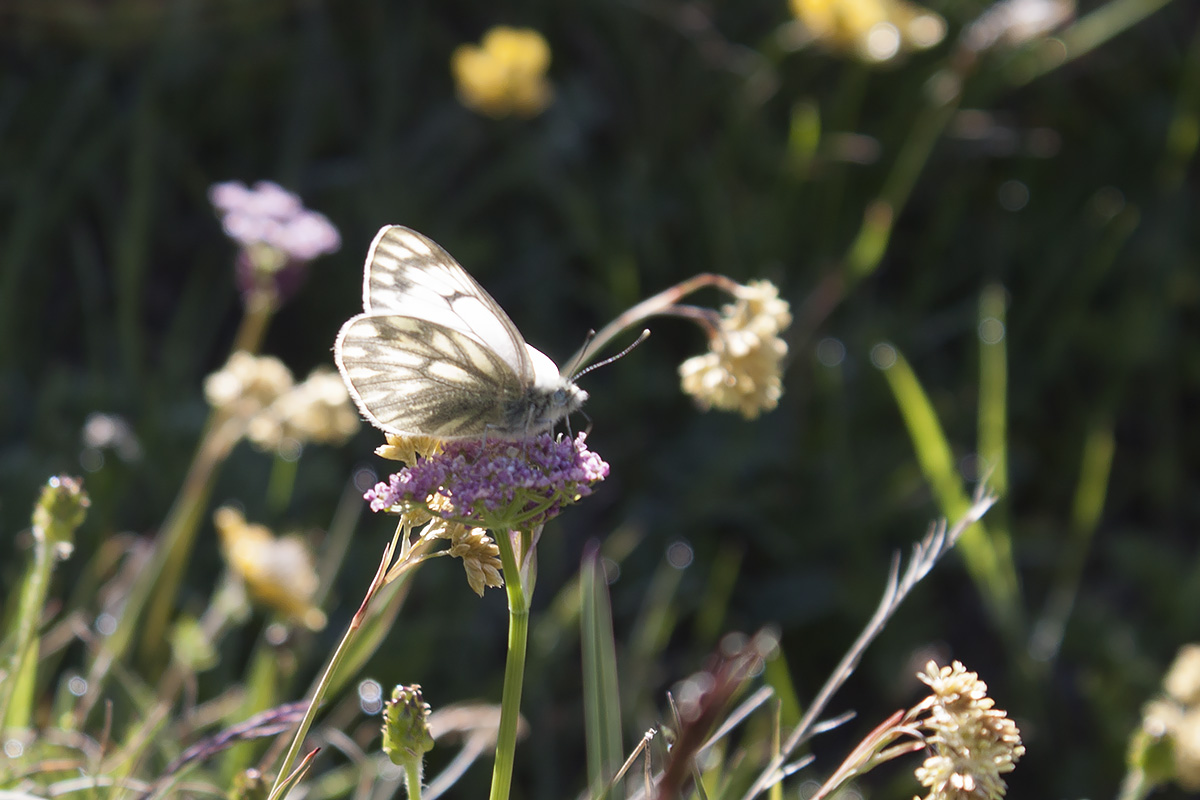 ID Pieris di quota, Stelvio