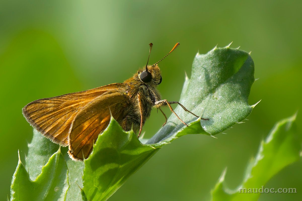 ID Hesperidae, Verona