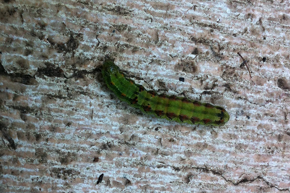 bruco, Verona - Helicoverpa armigera