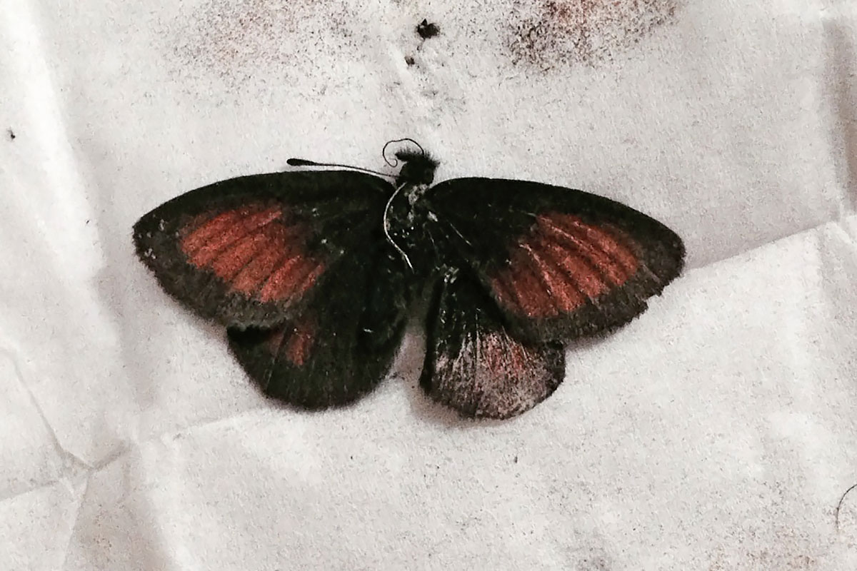 ID Erebiae - Val Venosta