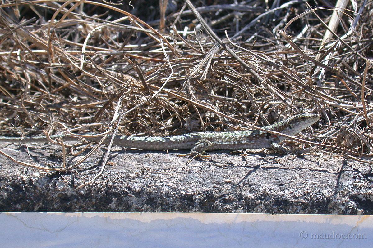 richiesta ID lucertole in Sicilia