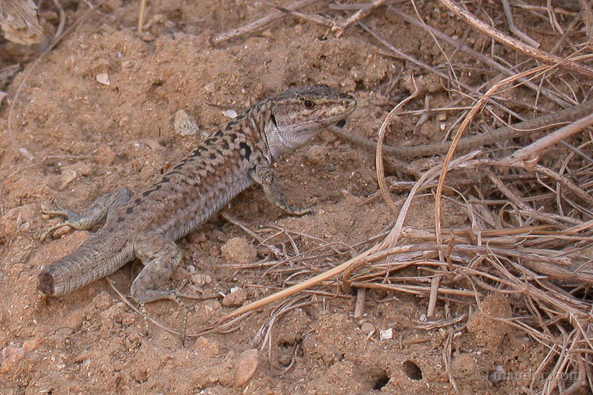 richiesta ID lucertole in Sicilia