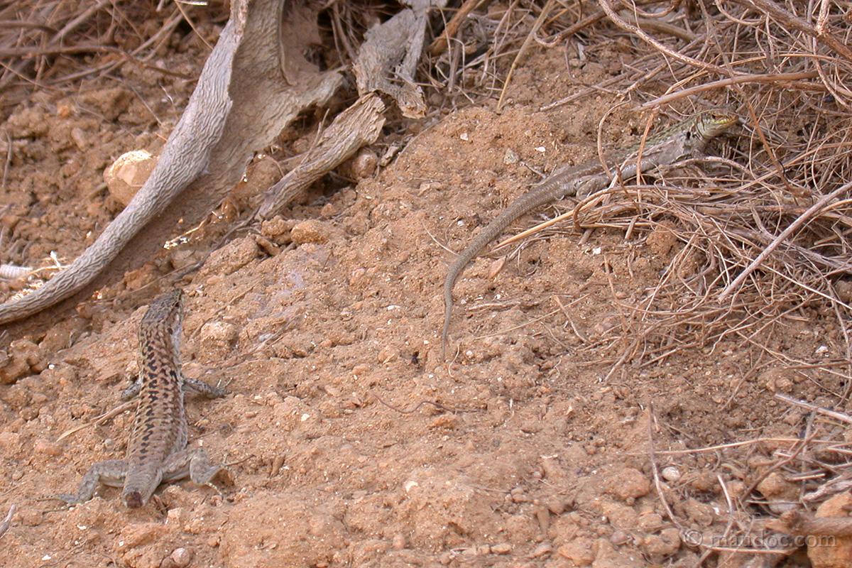 richiesta ID lucertole in Sicilia