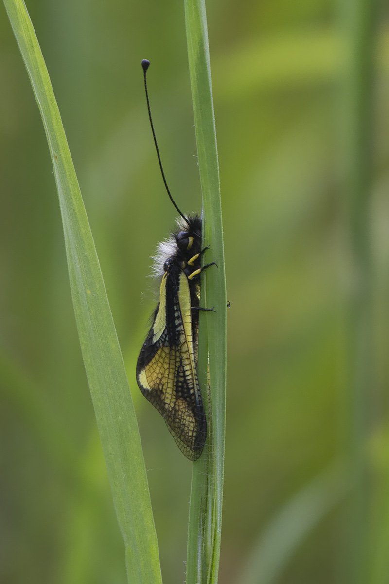 altra richiesta