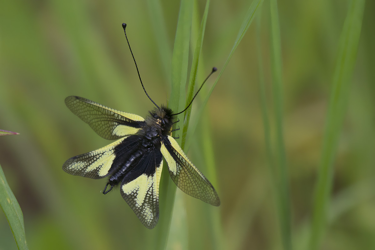 altra richiesta