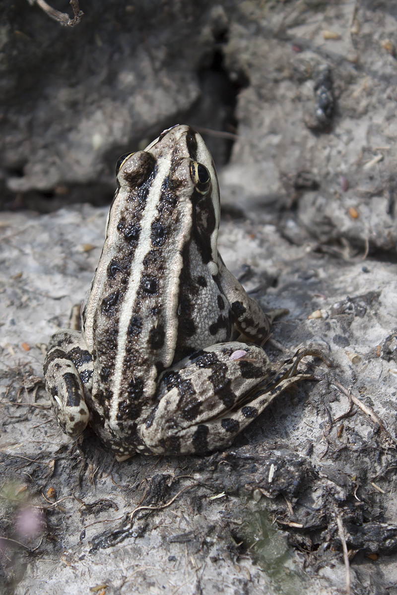 ID: Pelophylax sp. (Ungheria)