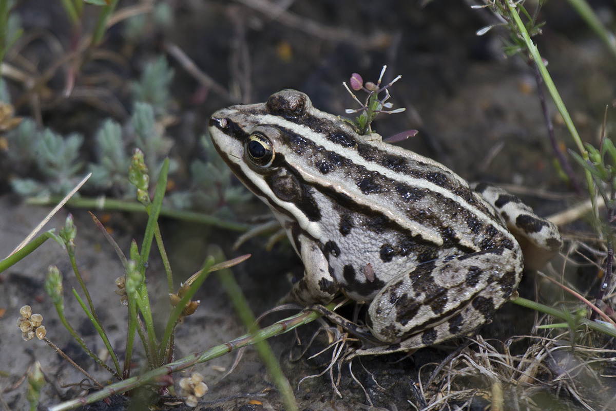 ID: Pelophylax sp. (Ungheria)