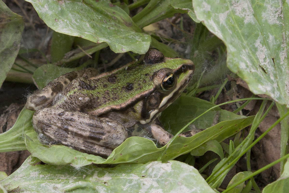 ID: Pelophylax sp. (Ungheria)