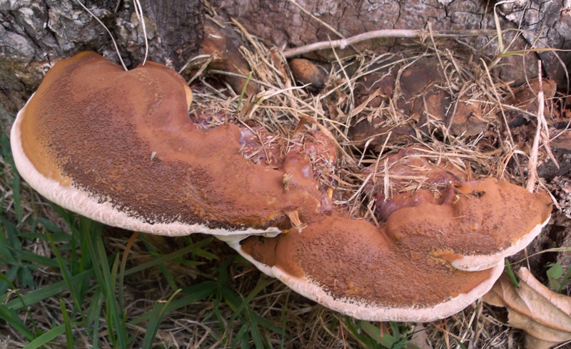 strano Ganoderma parte due