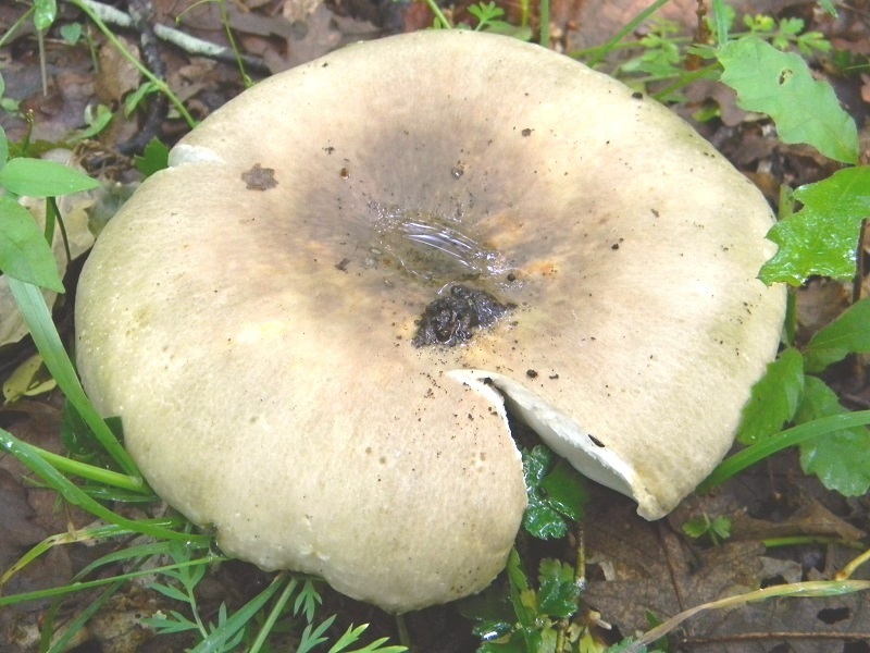 9) Fotogr. il.28.05.2013. sotto Quercia