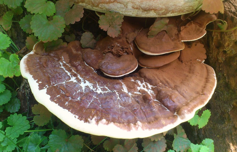 strano Ganoderma parte due