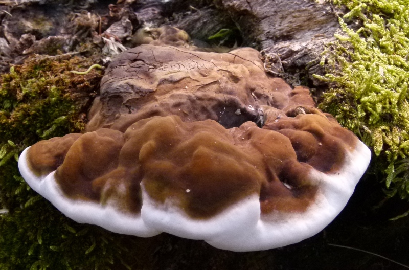Ganoderma sott. Elfvingia (Ganoderma adspersum)