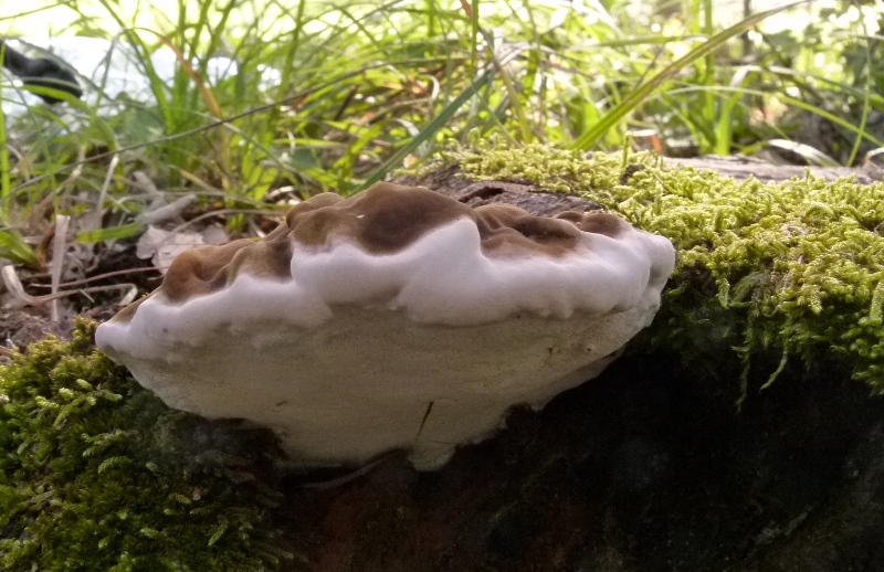 Ganoderma sott. Elfvingia (Ganoderma adspersum)