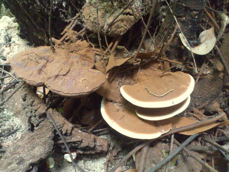 strano Ganoderma parte due