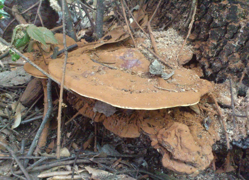 strano Ganoderma parte due