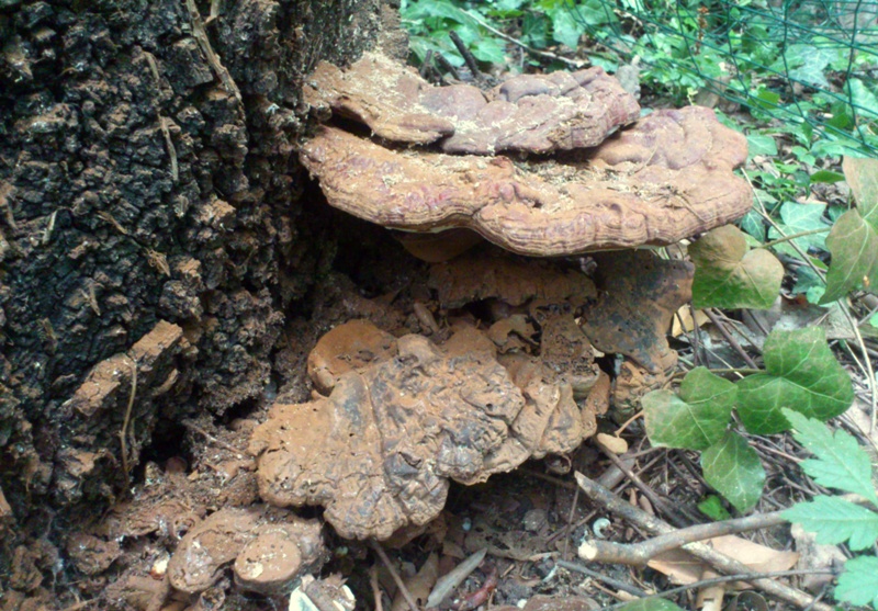 strano Ganoderma parte due