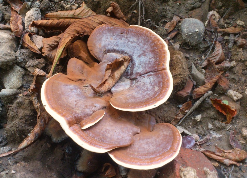 strano Ganoderma parte due