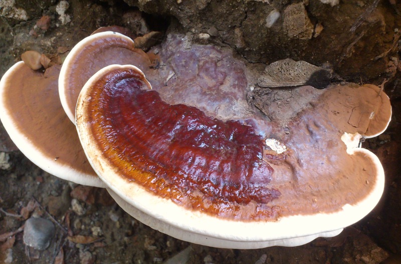 strano Ganoderma parte due