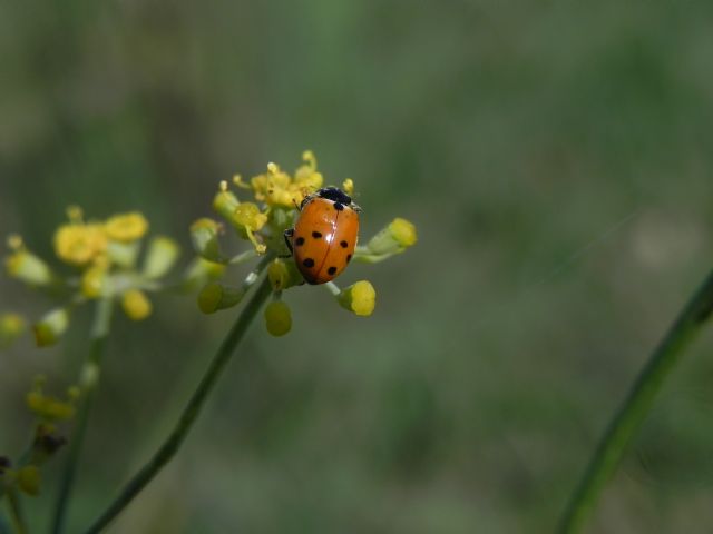 Hippodamia variegata e Coccinella septempunctata