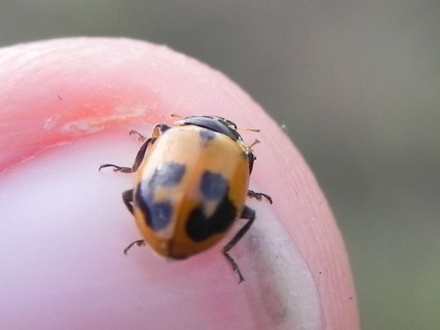 Hippodamia variegata e Coccinella septempunctata