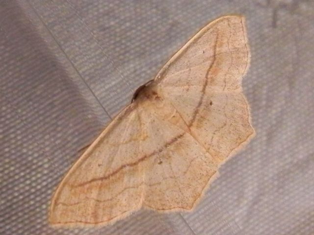 ID falena - Scopula (Calothysanis) imitaria