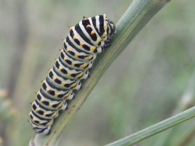 ID bruco - Papilio machaon