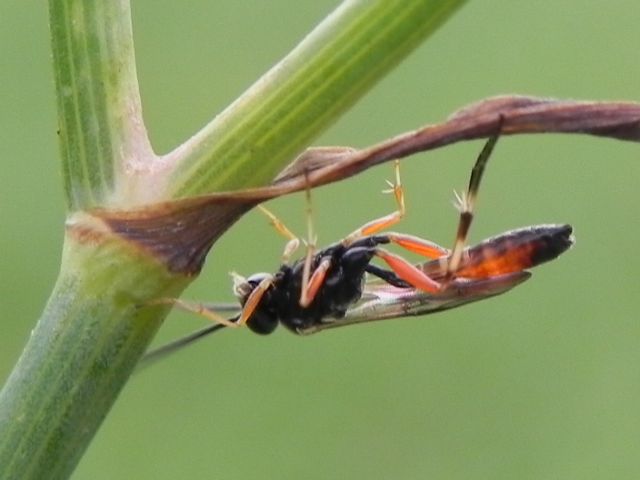 Ichneumonidae