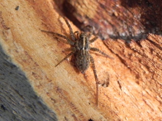 Pardosa sp. - Torre Angela (Roma, periferia est)