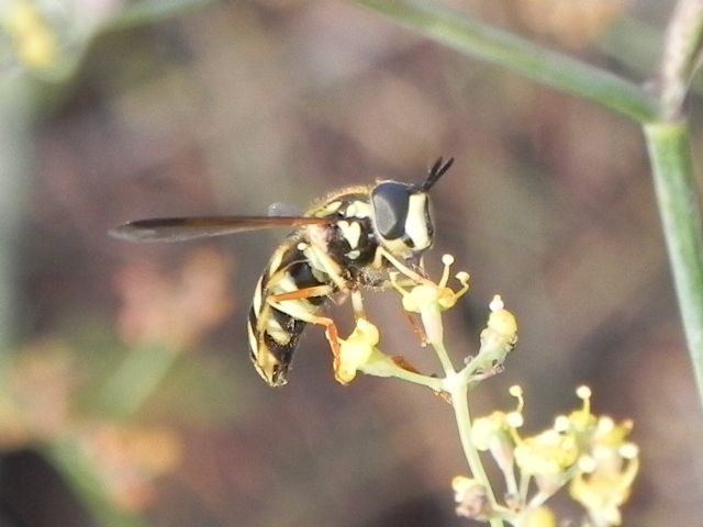 Chrysotoxum sp., Syrphidae