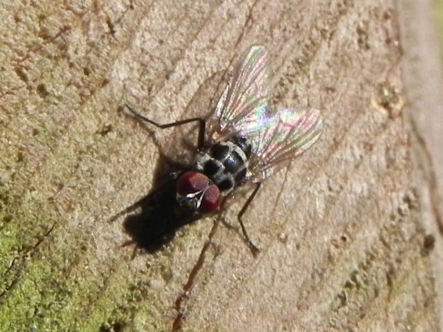 Anthomyia procellaris maschio (Anthomyiidae)