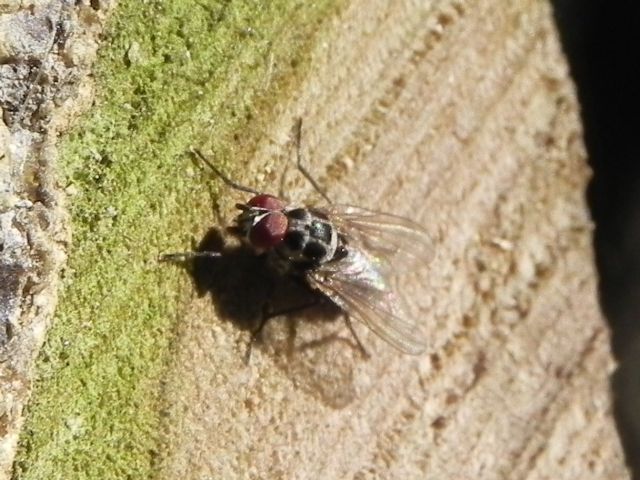 Anthomyia procellaris maschio (Anthomyiidae)