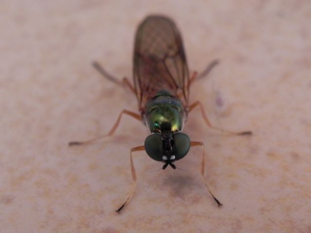 Sargus bipunctatus (Stratiomyidae)