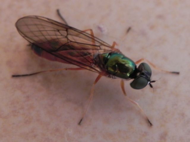 Sargus bipunctatus (Stratiomyidae)