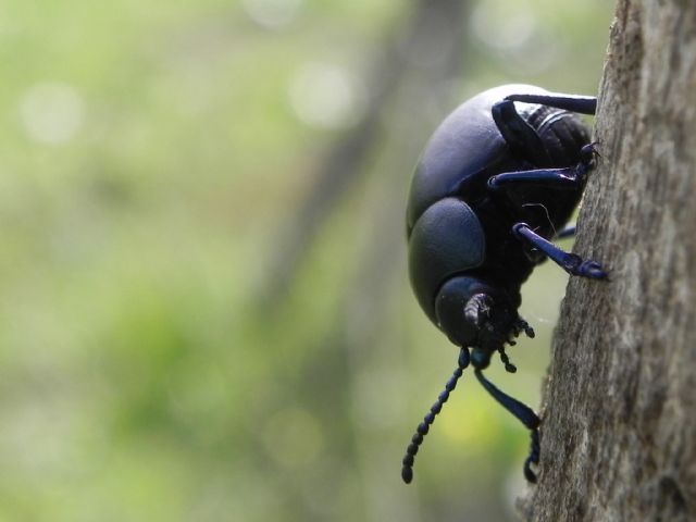 Timarcha nicaeensis, Chrysomelidae, femmina