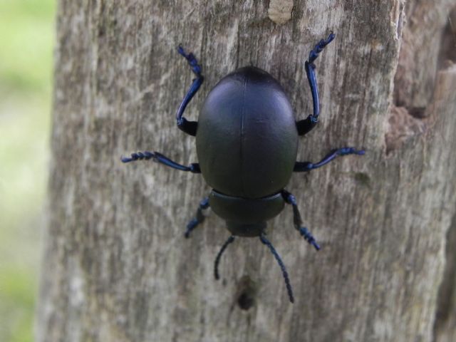 Timarcha nicaeensis, Chrysomelidae, femmina