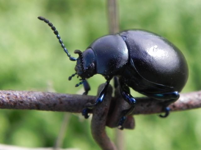 Timarcha nicaeensis, Chrysomelidae, femmina