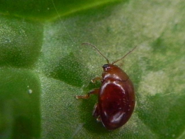 Sphaeroderma sp., Chrysomelidae
