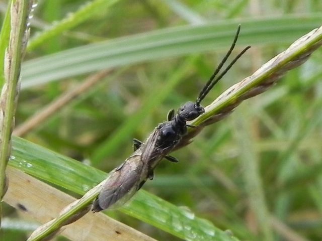 Bethylidae