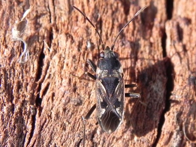 Lygaeidae: Rhyparochromus vulgaris