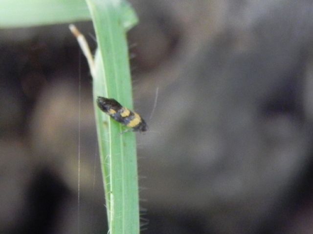 ID lepidottero