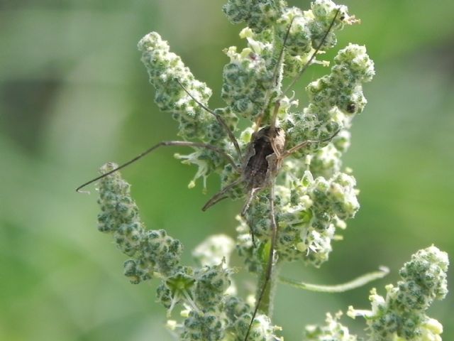 Phalangiidae  Phalangiinae