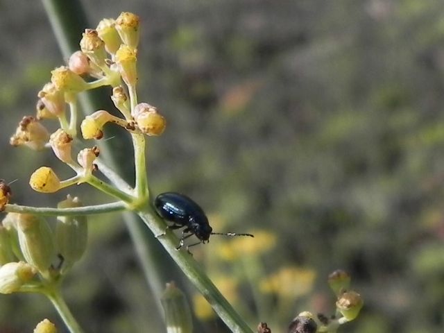 Chrysomelidae:  cfr. Altica sp,