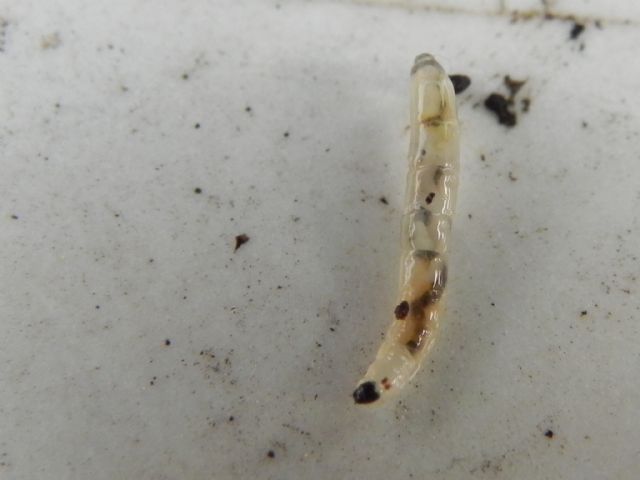 larva di  Sciaridae